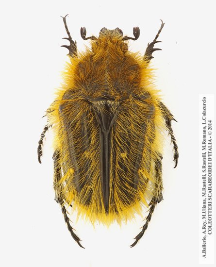 Tropinota squalida squalida